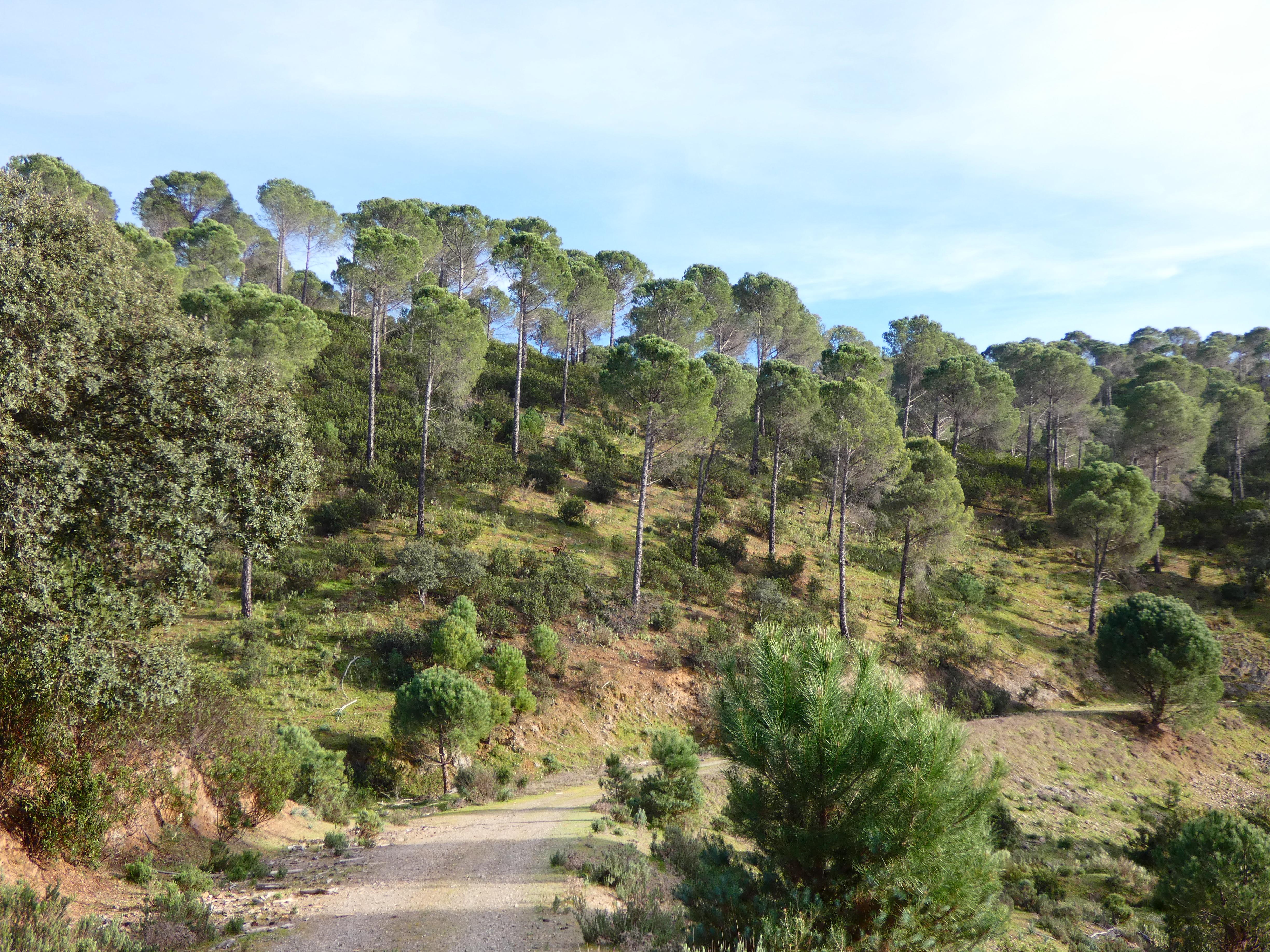 Hacienda à Vendre En Andalousie Forêt Investissement