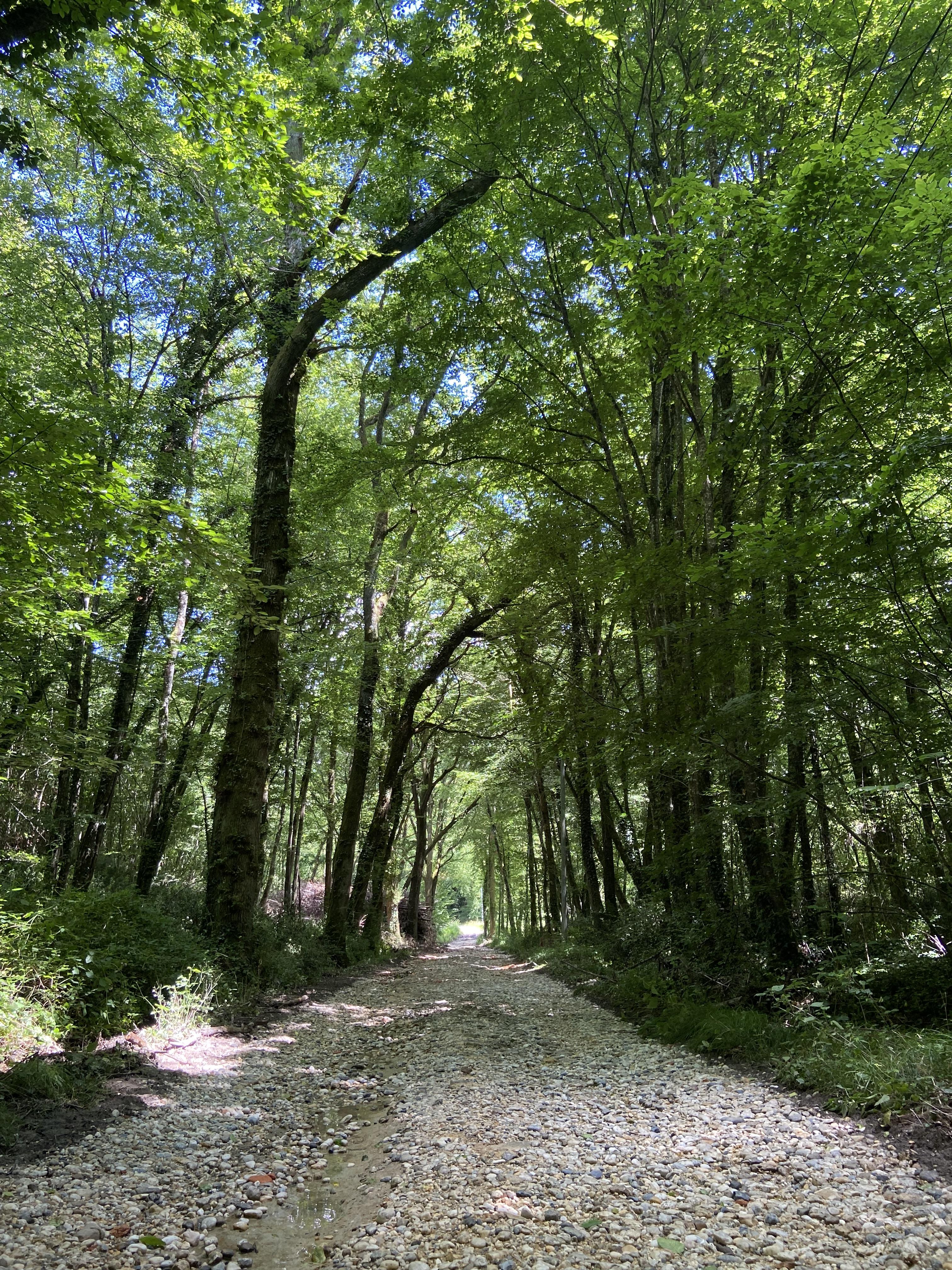 Propriété forestière dans le Lot-et-Garonne