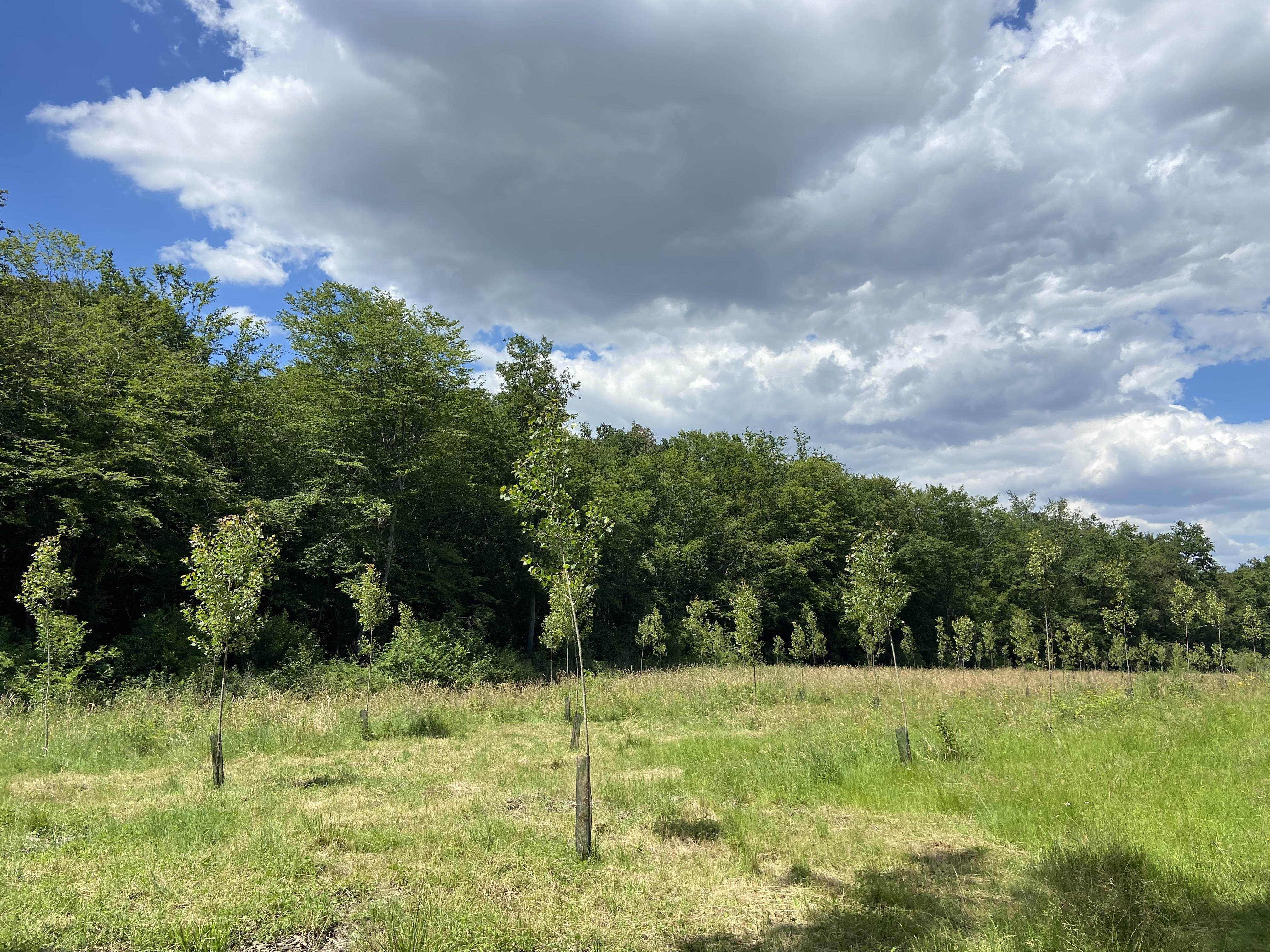 Propriété forestière dans le Lot-et-Garonne