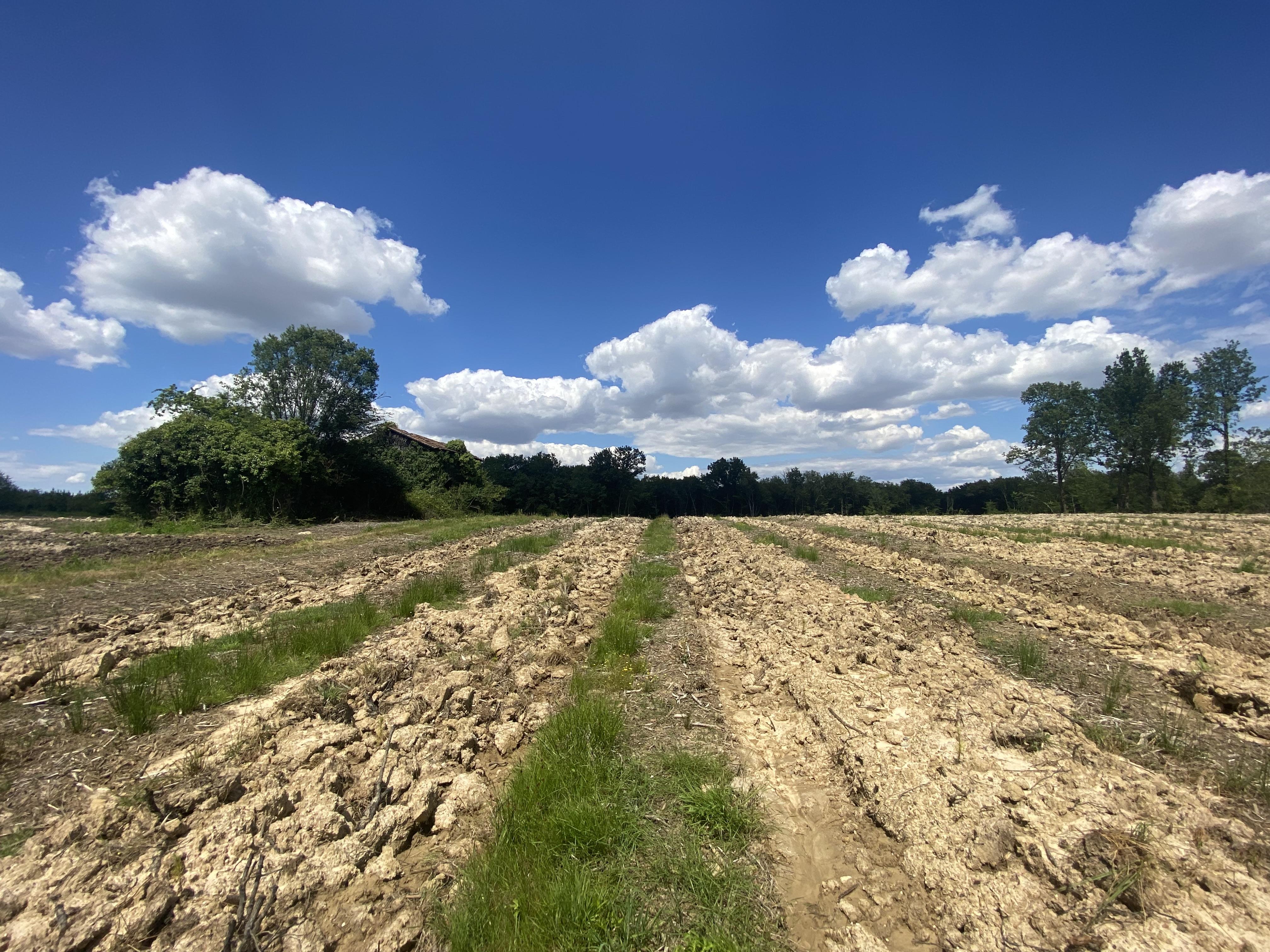 Propriété forestière dans le Lot-et-Garonne