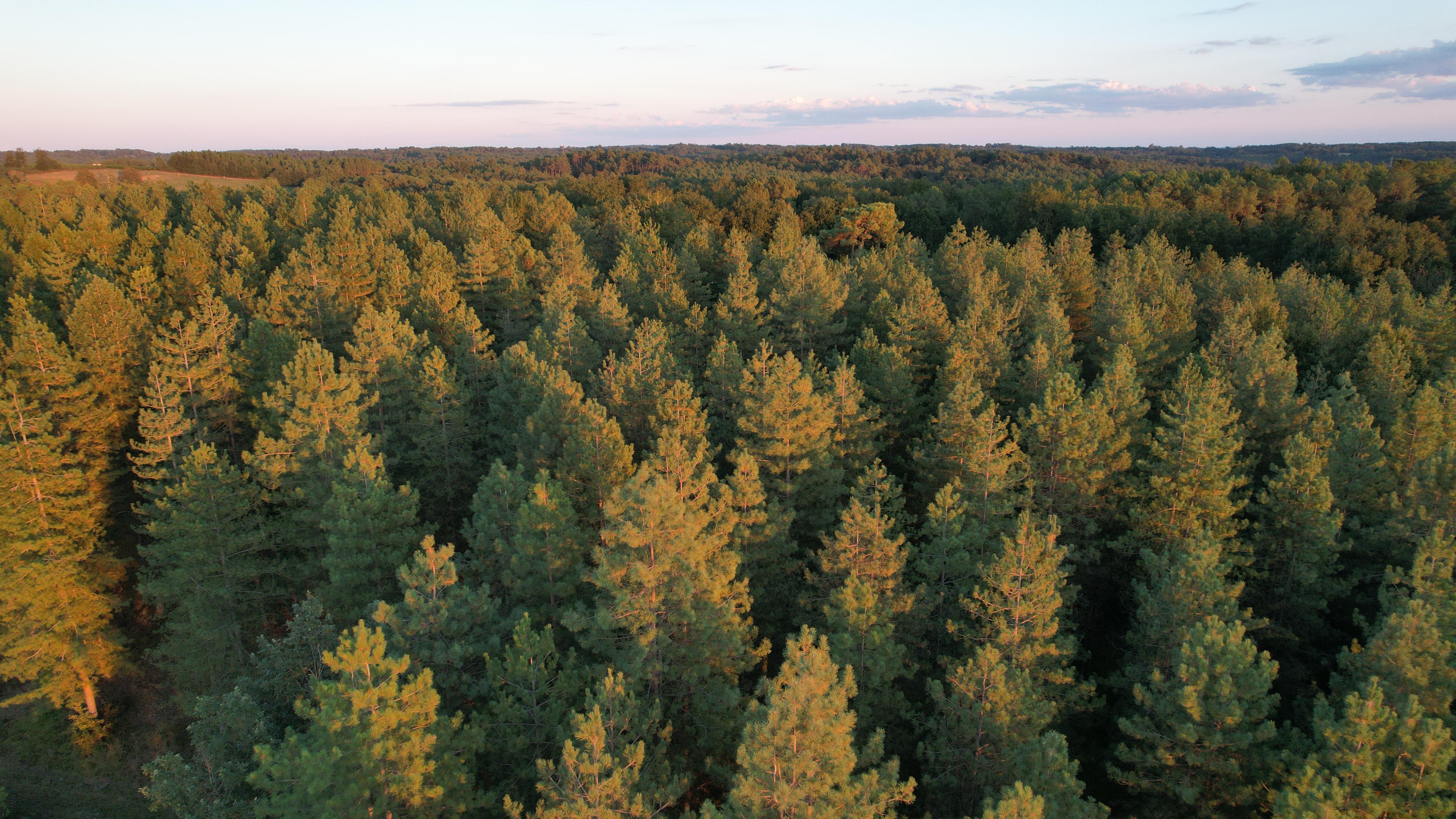 Forêt de production en Dordogne